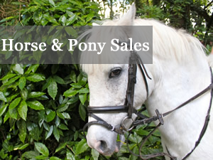 horsesales